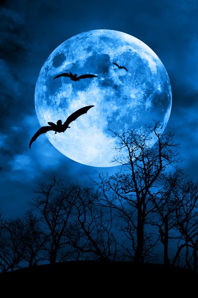 خفاش ها در برابر ماه کامل و شبح درخت مفهوم شب وحشت
