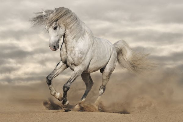 اسب نقره ای خاکستری اندلس در بیابان تصویر رنگ آمیزی شده