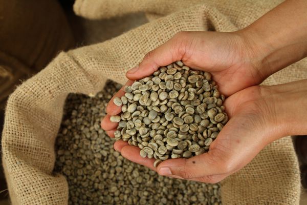 دانه های قهوه بو داده نشده سبز در دسترس است