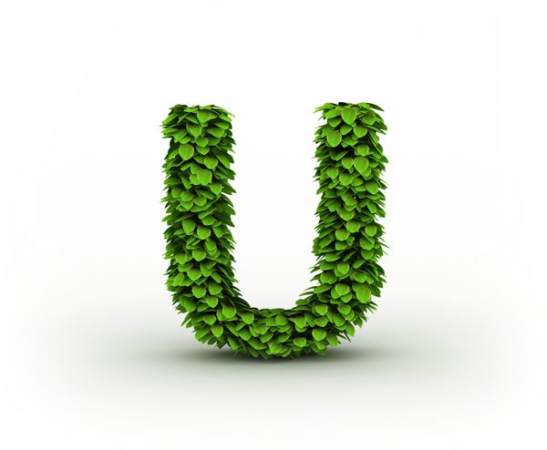 حرف U الفبای برگ های سبز جدا شده در پس زمینه سفید