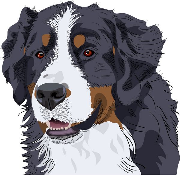 طرح رنگی وکتور سگ کوهستانی برناز نژاد سگ از نمای نزدیک