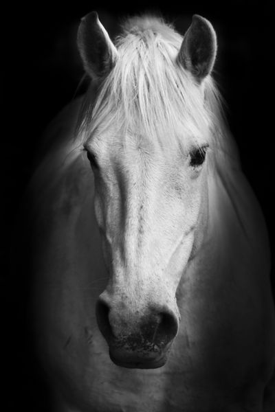 پرتره هنری سیاه و سفید اسب سفید