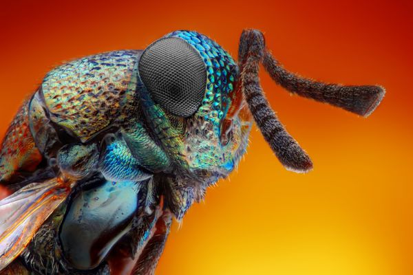 مطالعه بسیار دقیق و دقیق از زنبور فلزی 2 میلی متری که با شی میکروسکوپ انباشته شده از چندین عکس در یک عکس گرفته شده است