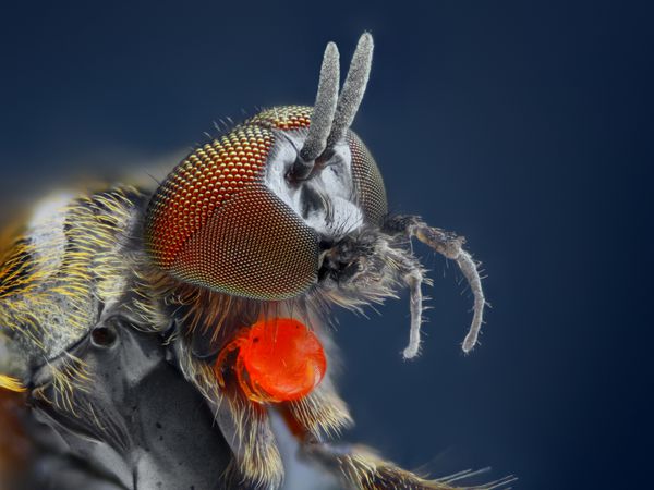 مطالعه بسیار دقیق و دقیق مگس Simuliidae با انگل قرمز که با میکروسکوپ انباشته شده از چندین عکس در یک عکس گرفته شده است