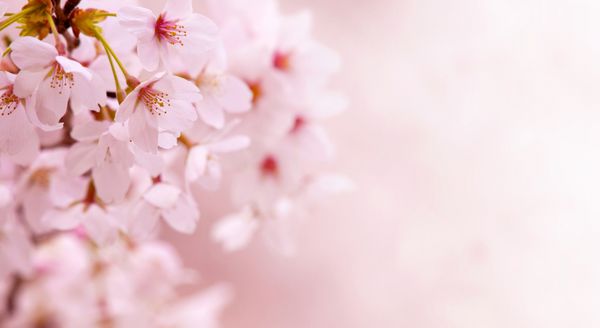 شکوفه های گیلاس در بهار با زمینه زیبای صورتی پاستلی