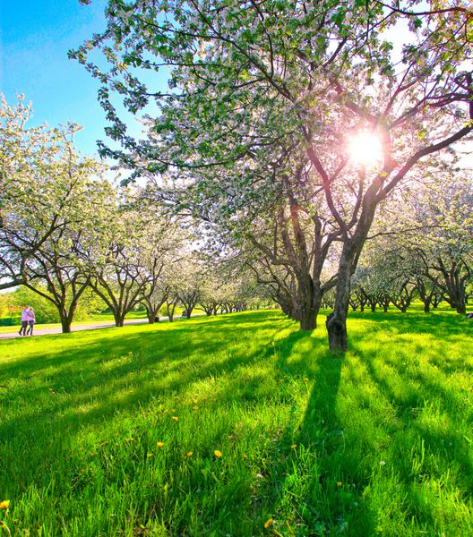 درختان سیب شکوفه زیبا در پارک بهار