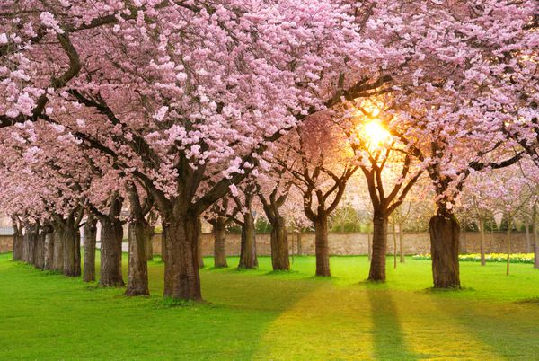 باغ درخت گیلاس پر شکوفه روی چمنزاری که خورشید از میان شاخه ها می تابد