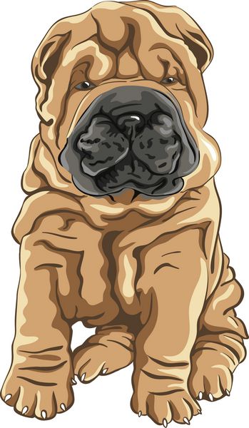 طرح رنگی وکتور یک توله سگ نژاد شارپی داگ از نزدیک نشسته است