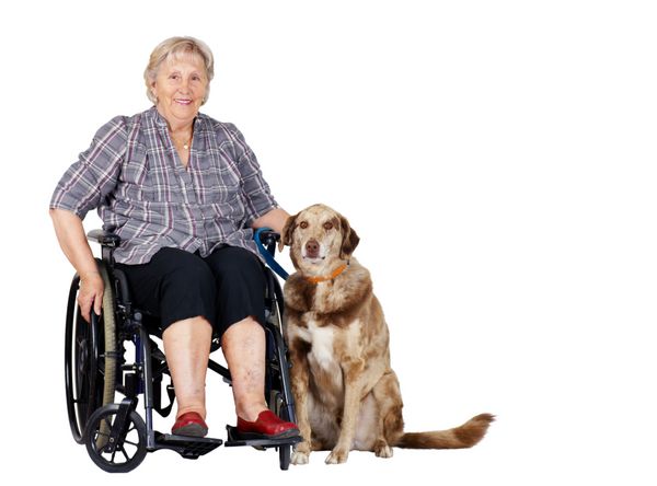 زن مسن شاد روی ویلچر با سگ بزرگش عالی برای باغ وحش درمانی سگ‌های راهنمایی یا سایر مسائل بهداشتی یا پزشکی