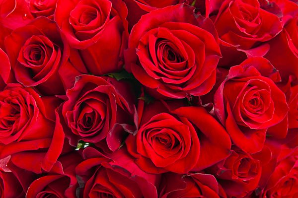 پس زمینه گل رز قرمز - بافت طبیعی عشق