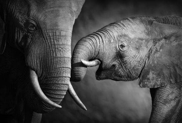 فیل ها محبت نشان می دهند پردازش هنری