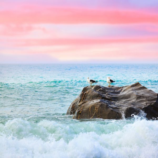 دو مرغ دریایی روی صخره در غروب آفتاب دریای تاسمان