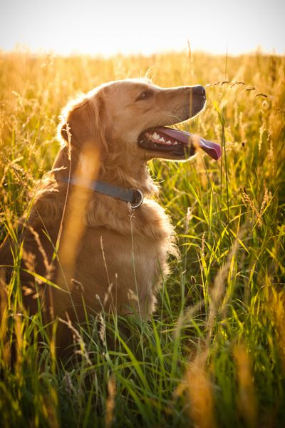 سگ شکاری طلایی رنگ دورگه