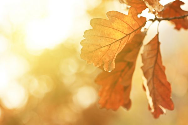 برگ های بلوط پاییزی در نور طلوع خورشید پس زمینه طبیعی