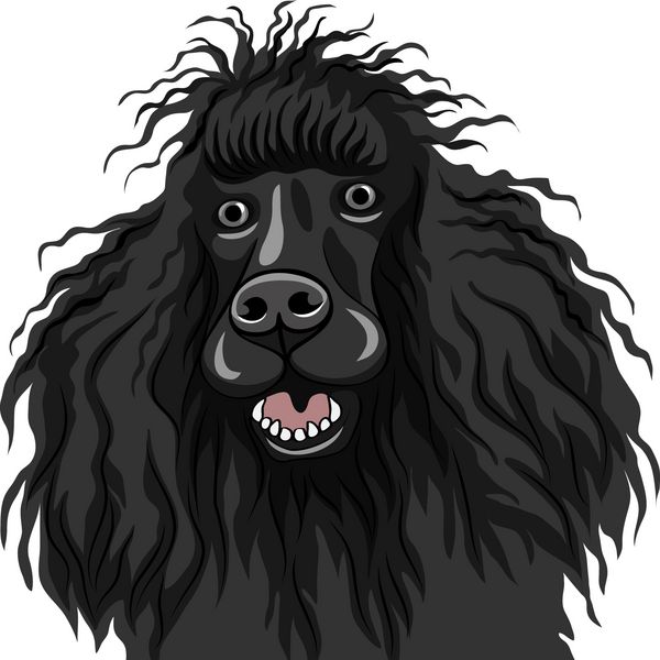 طرح رنگی وکتور لبخند سگ سیاه نژاد پودل جدا شده در پس زمینه سفید