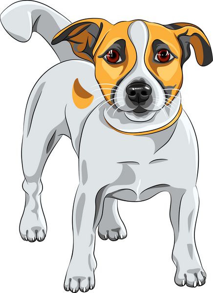 وکتور طرح رنگی سگ کارتونی نژاد جک راسل تریر