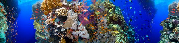 زیر آب مرجان پانوراما ماهی