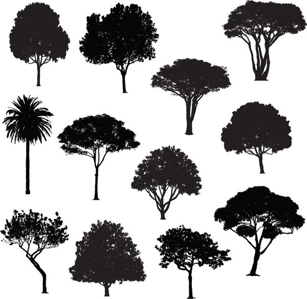 سیلوئت درختان مختلف
