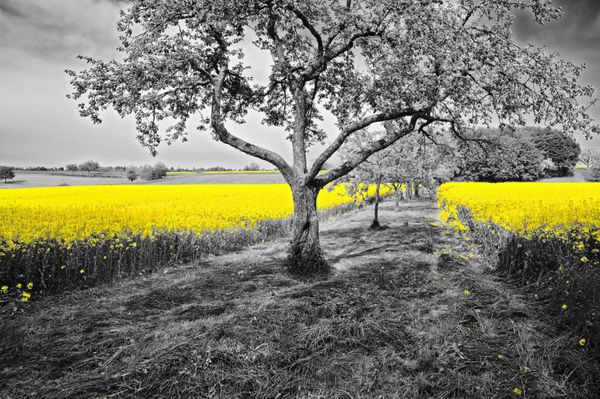 مزارع کلزای زرد درخشان در منظره ای سیاه و سفید