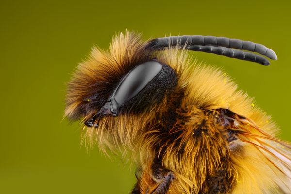 مطالعه بسیار دقیق و دقیق زنبور عسل که با میکروسکوپ انباشته شده از چندین عکس در یک عکس گرفته شده است