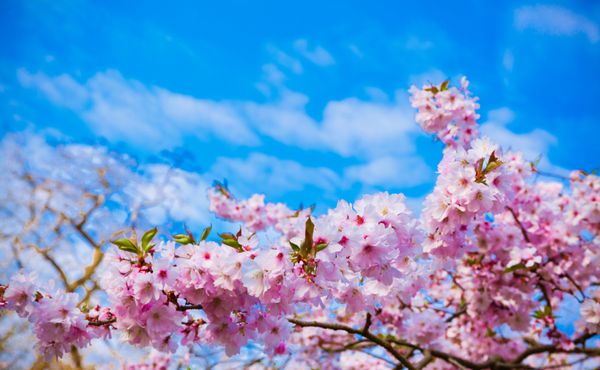گل های ساکورا در حال شکوفایی شکوفه گیلاس صورتی زیبا