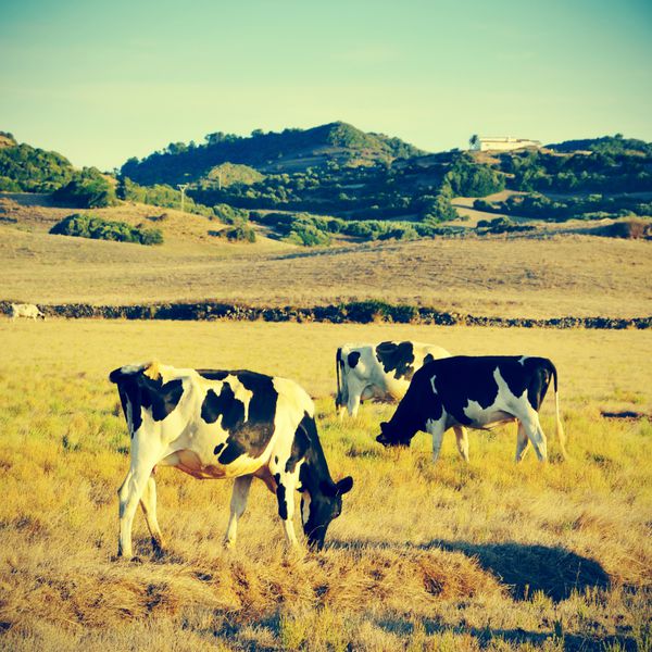 تصویر چند گاو در حال چرا در منورکا جزایر بالئاری اسپانیا با جلوه رترو
