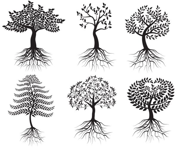 مجموعه درختان با ریشه