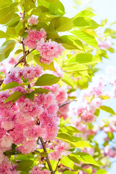 ساکورا شکوفه های گیلاس در بهار به عنوان پس زمینه