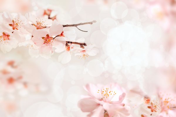 شکوفه های گیلاس با چراغ و بوکه