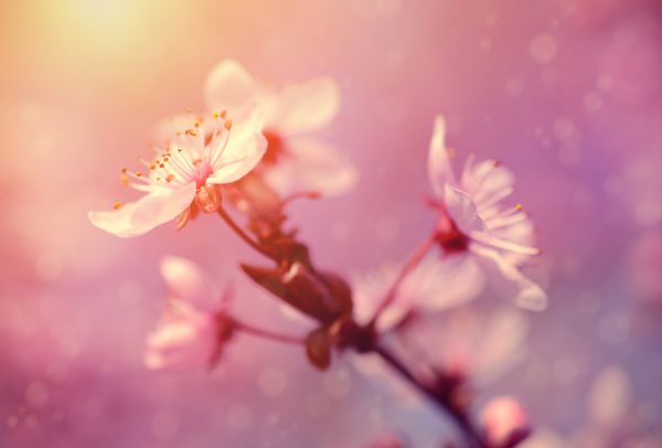 عکس رویایی گل گیلاس در فصل بهار