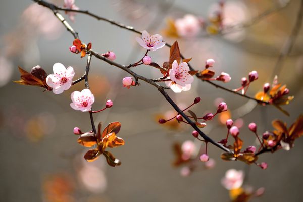 گیلاس ژاپنی گلدار زیبا - ساکورا پس زمینه با گل در یک روز بهاری