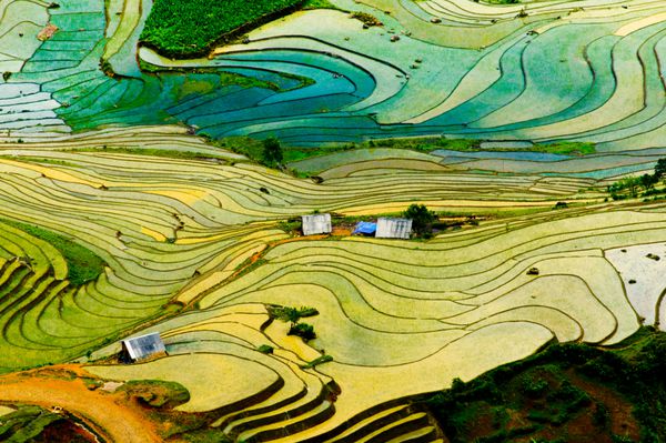 مزرعه برنج پلکانی زیبا در فصل آب در استان لائوکای در ویتنام