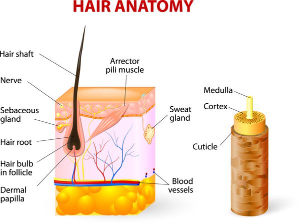 آناتومی مو و فولیکول مو نمودار برداری ساقه مو از فولیکول مو متشکل از بافت پوست تبدیل شده رشد می کند