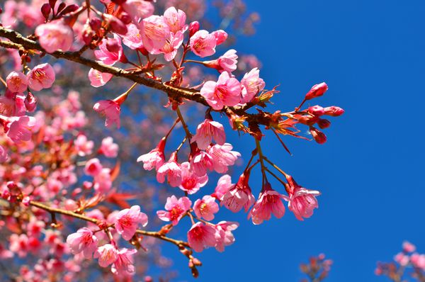 شکوفه گیلاس صورتی