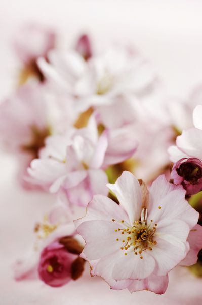سری شکوفه های گیلاس ژاپنی صورتی فوکوس انتخابی