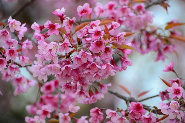 شکوفه گیلاس زیبا گل ساکورا صورتی