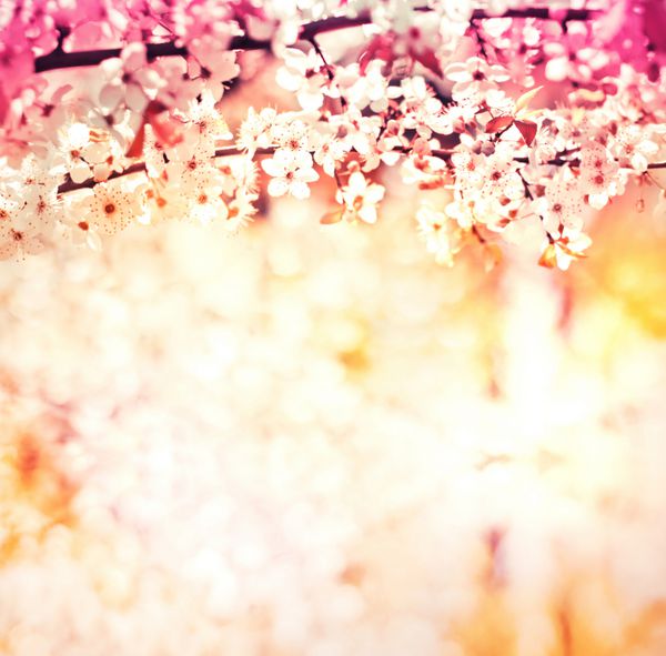 شکوفه های گیلاس روی پس زمینه تار طبیعت