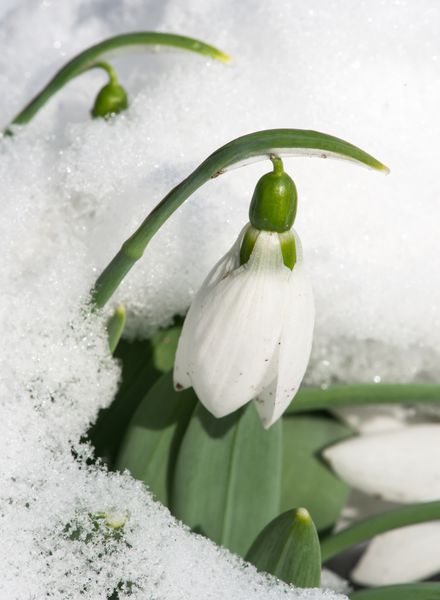 گل قطره برفی در برف عکس ماکرو نزدیک