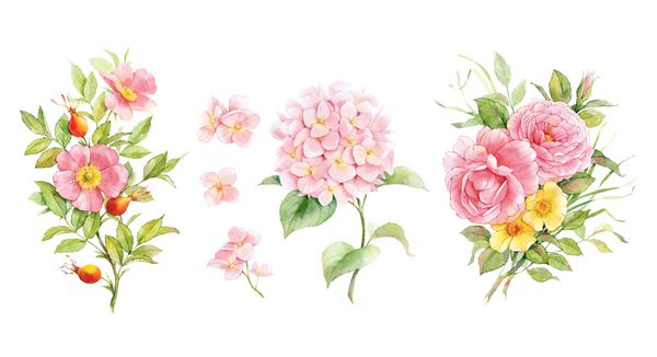 ست گل های آبرنگ گل رز انگلیسی دوگروس و ادریسی