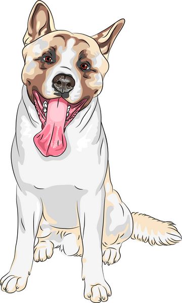 طرح رنگی وکتور پرتره نزدیک سگ نژاد آکیتا آمریکایی با زبان آویزان نشسته و لبخند می خندد