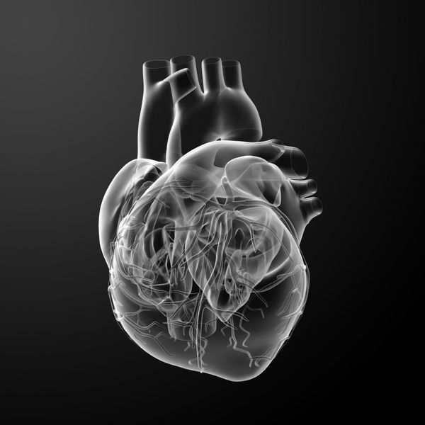 رندر سه بعدی قلب - نمای پشت
