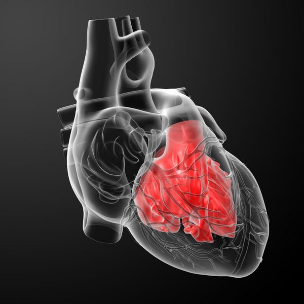 رندر سه بعدی دهلیز قلب - نمای جلو