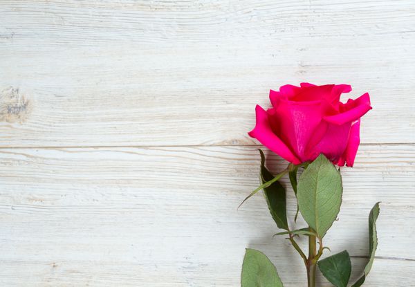 گل رز زیبا روی سطح چوبی