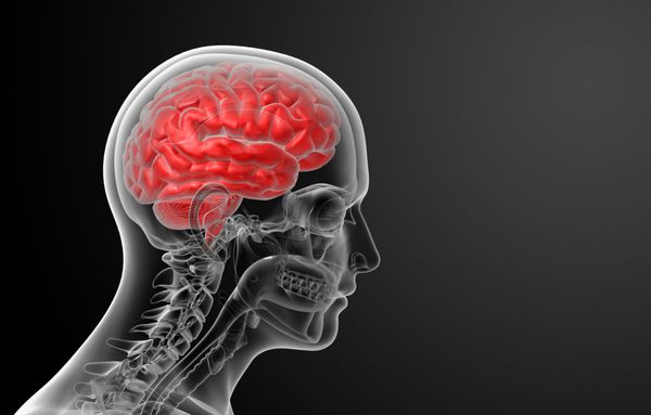 اشعه ایکس مغز انسان - نمای نزدیک