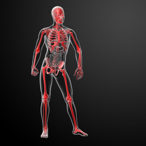 اسکلت رندر سه بعدی توسط اشعه ایکس در قرمز - نمای جلو