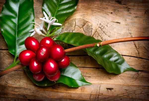 گیاه قهوه دانه های قهوه قرمز و گل روی شاخه ای از درخت قهوه شاخه ای از درخت قهوه با میوه های رسیده گل ها و برگ ها روی پس زمینه چوبی