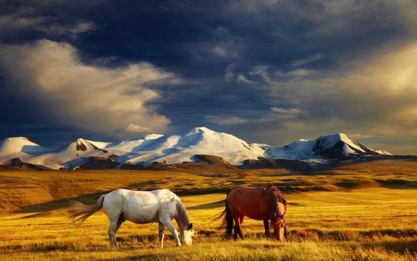 چرای اسب در غروب آفتاب فلات اوکوک محل اتصال مرزهای روسیه مغولستان و چین