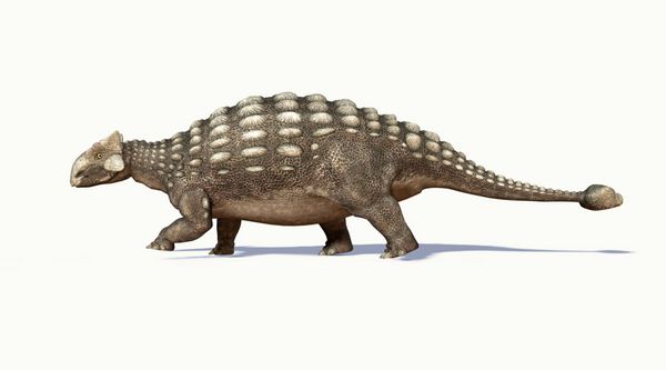 عکس رندر سه بعدی واقع گرایانه از Ankylosaurus از یک طرف در پس زمینه سفید با سایه افت و مسیر برش گنجانده شده است