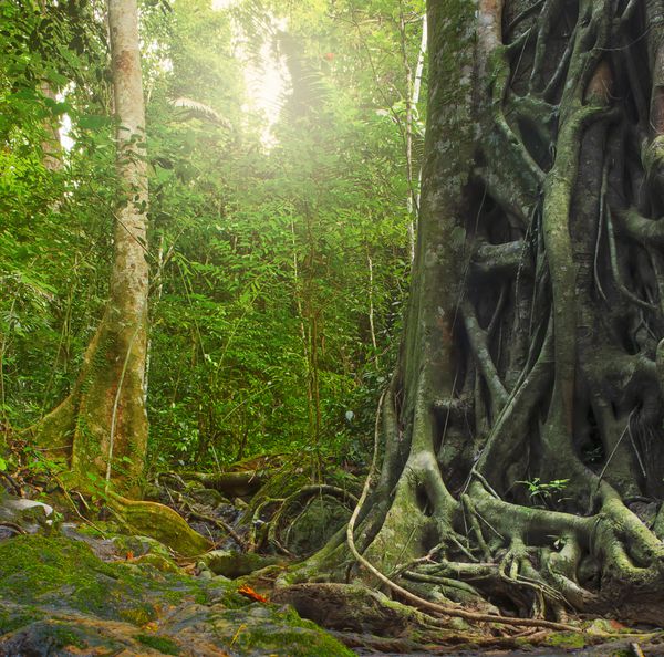 تنه درخت بزرگ و قدیمی با ریشه در جنگل بارانی چشم انداز جنگل و محیط گیاهان گرمسیری