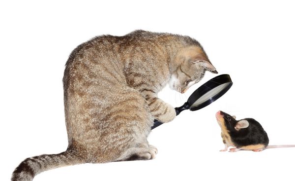 تصویر مفهومی طنز از یک گربه نزدیک بین با نزدیک بینی در حال نگاه کردن به یک موش کوچک از طریق ذره بین ایزوله شده روی سفید